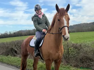 Irish Sports horses Family dream - Advert 1