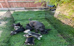 Miniature Schnauzer dogs for sale: KC Reg Miniature Schnauzer BVA Puppies - Image 4