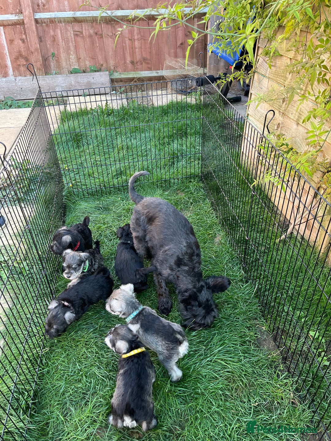 Miniature Schnauzer dogs for sale: KC Reg Miniature Schnauzer BVA Puppies - Image 4