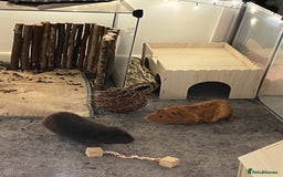 Guinea Pig rodents for sale: 2 female guinea pigs (RESERVED)  in Newport - Image 7