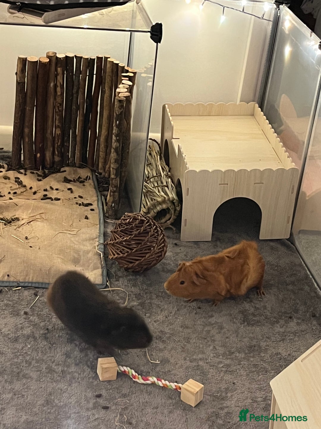 Guinea Pig rodents for sale: 2 female guinea pigs (RESERVED)  in Newport - Image 7