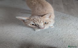 British Shorthair cats for sale: 2 lovely brothers - Image 4