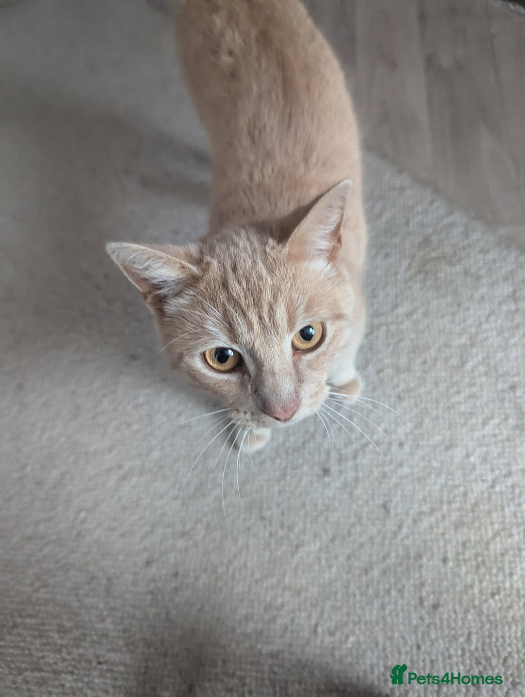 British Shorthair cats for sale: 2 lovely brothers - Image 4