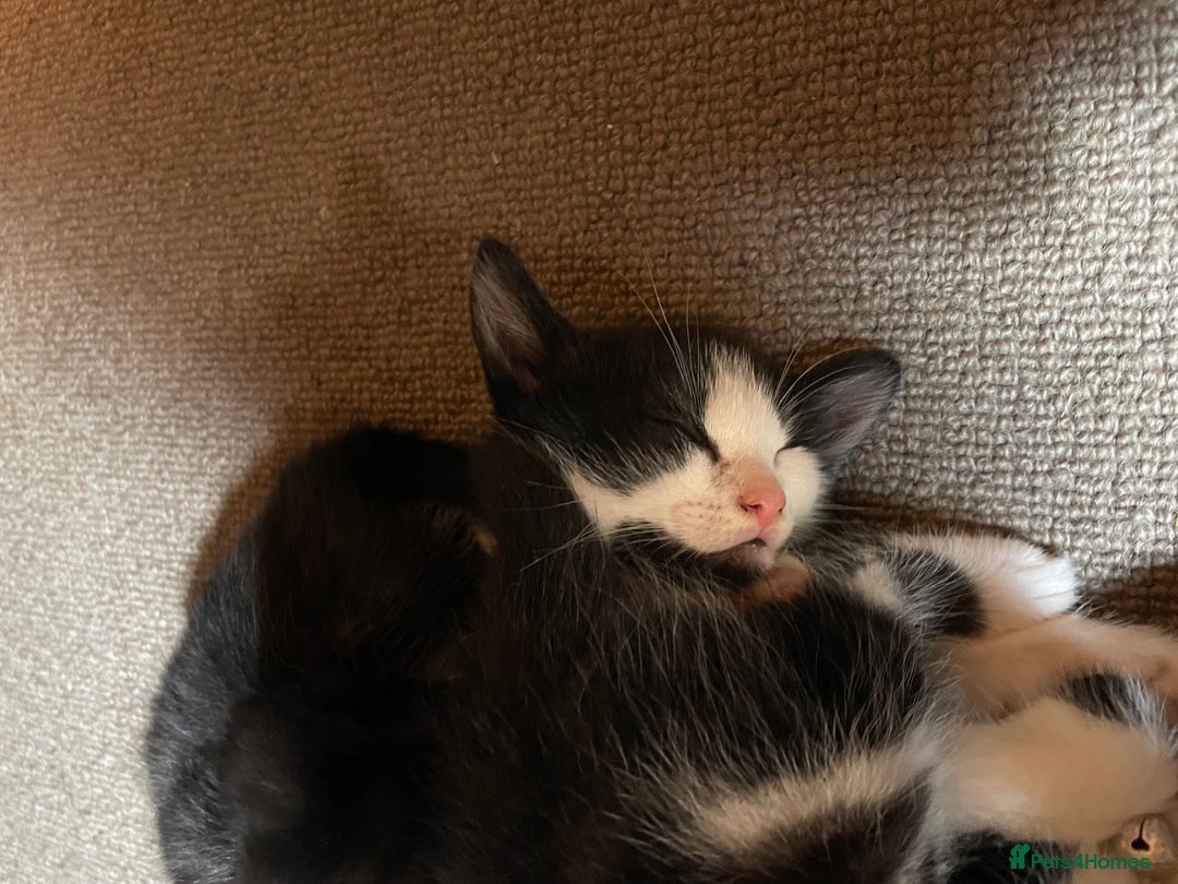 Mixed Breed cats for sale: Three energetic kittens: Noodle, Peanut and Daisy - Advert 11