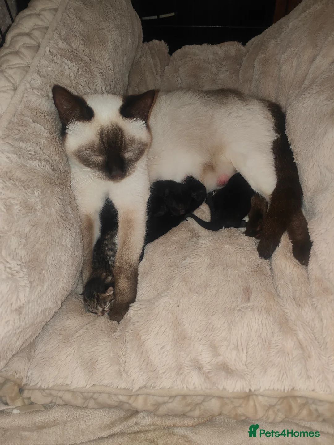 Mixed Breed cats for sale: Mixed breed kittens - Advert 2