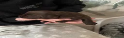 Cocker Spaniel dogs for sale: Six gorgeous cocker spaniel pups - Advert 12