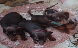 Miniature Dachshund dogs for sale: Chocolate Tan boy left - Image 4