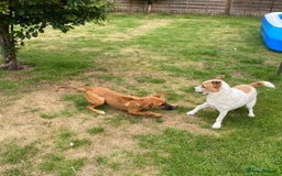 Mixed Breed dogs for adoption: Minnow (Hound/Shepherd mix) - Image 13
