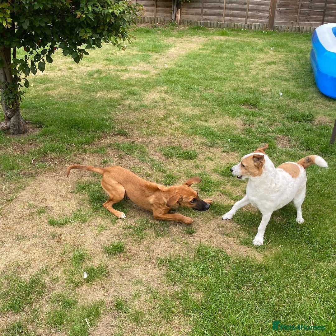 Mixed Breed dogs for adoption: Minnow (Hound/Shepherd mix) - Image 13