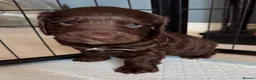 Cocker Spaniel dogs for sale: Working cocker spaniel  in Bristol - Advert 10