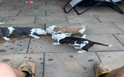 Olde English Bulldogge dogs for sale: Last 2 baby girls left  - Image 31