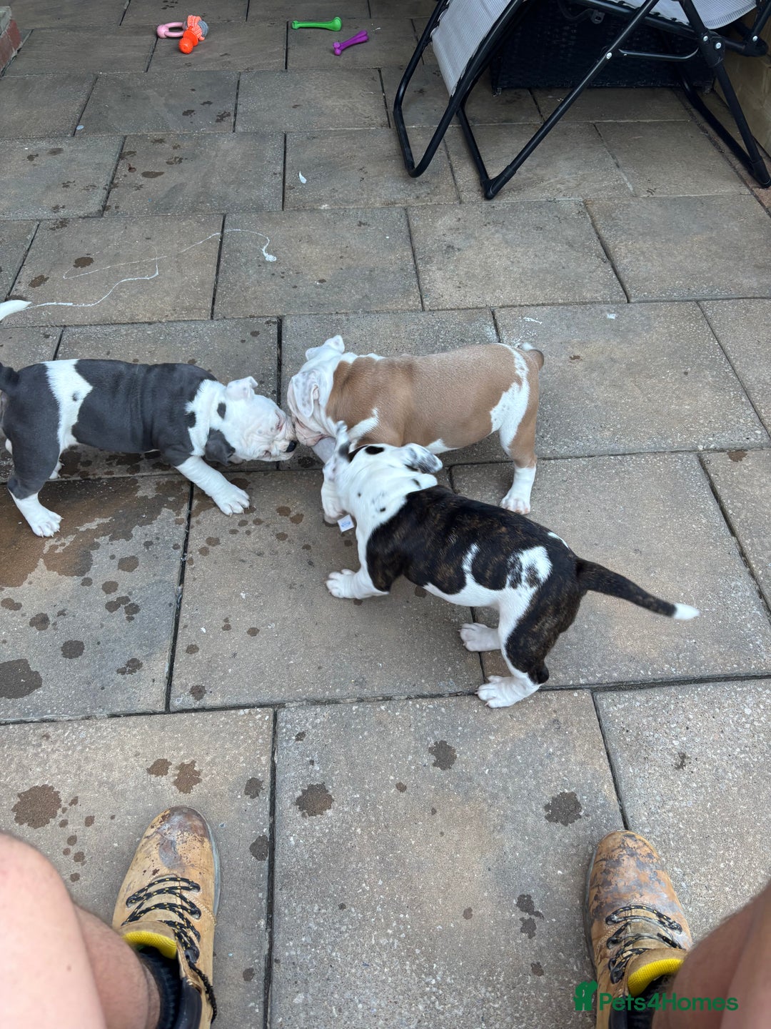 Olde English Bulldogge dogs for sale: Last 2 baby girls left  - Image 31