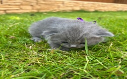 British Shorthair cats for sale: Blue British shorthair  - Image 20