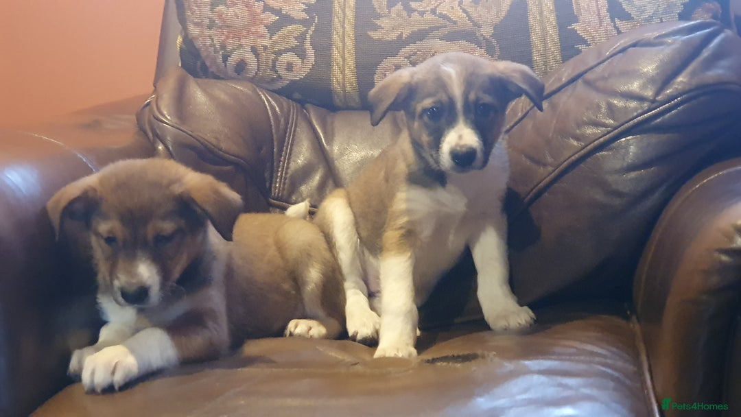 Border Collie dogs for sale: Gorgeous Border Collie Puppies! - Advert 3