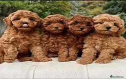 Toy Poodle dogs for sale: 🌸 Toy Poodle Puppies– Tiny Hearts Full of Love 🌸 - Image 4