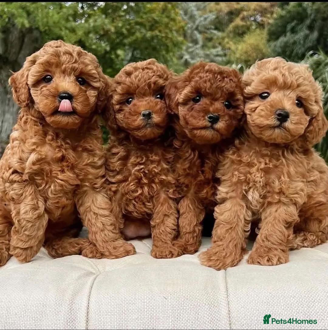 Toy Poodle dogs for sale: 🌸 Toy Poodle Puppies– Tiny Hearts Full of Love 🌸 - Image 4