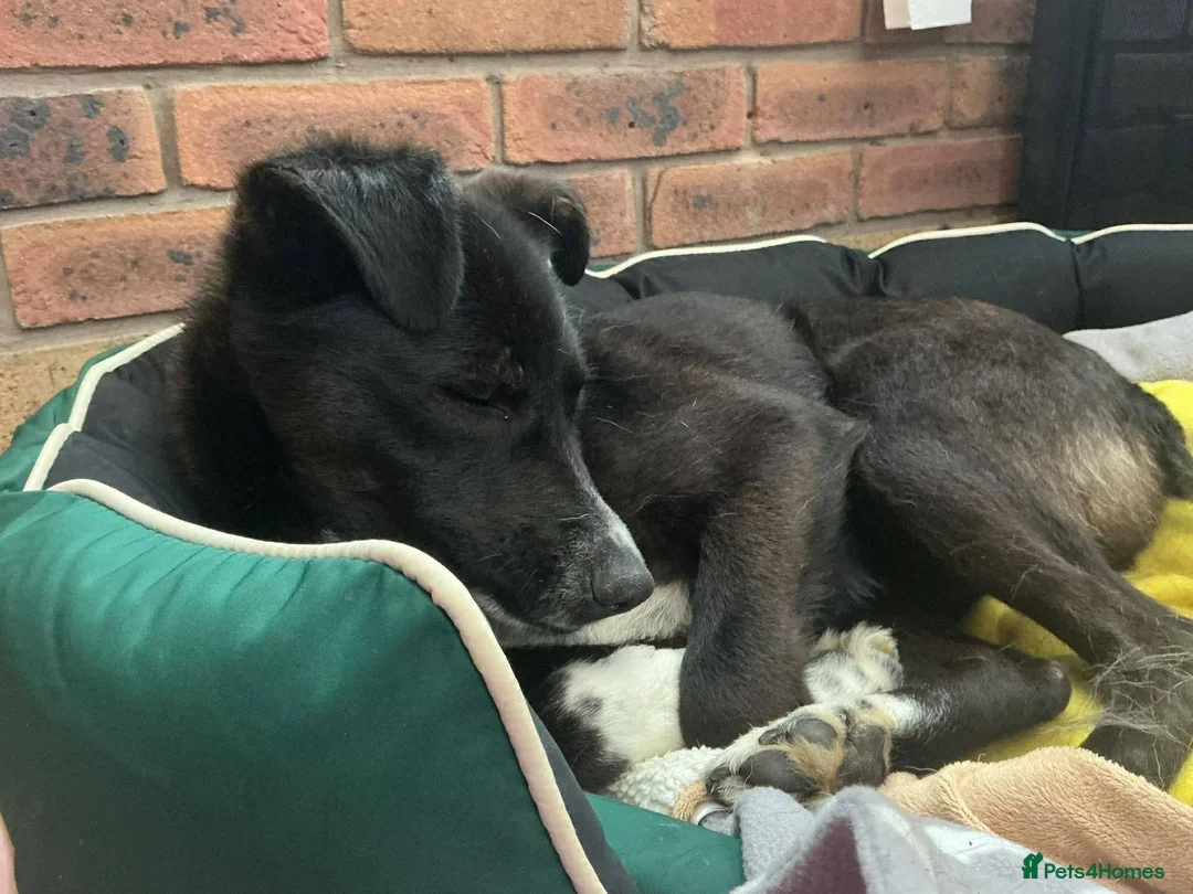 Mixed Breed dogs for adoption: Meet Ava, currently residing in Shropshire  in Oswestry - Advert 6