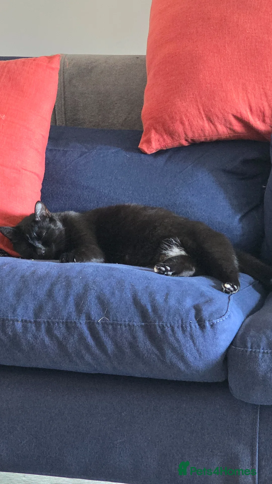 Mixed Breed cats for sale: Fluffy kittens for sale - Advert 1