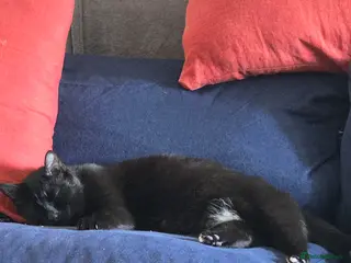 Mixed Breed cats Fluffy kittens for sale - Advert 1