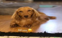 Miniature Dachshund dogs for sale: Cream Miniature Long-Haired Dachshund Puppies - Image 2