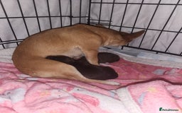 Chihuahua dogs for sale: Stunning Chocolate Chihuahua Puppies 🐶  - Image 3