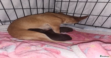 Chihuahua dogs - Advert 8