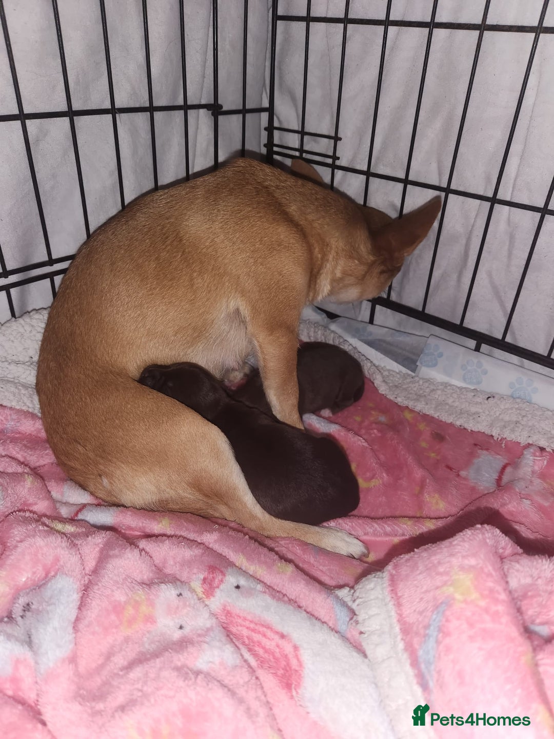Chihuahua dogs for sale: Stunning Chocolate Chihuahua Puppies 🐶  - Image 3