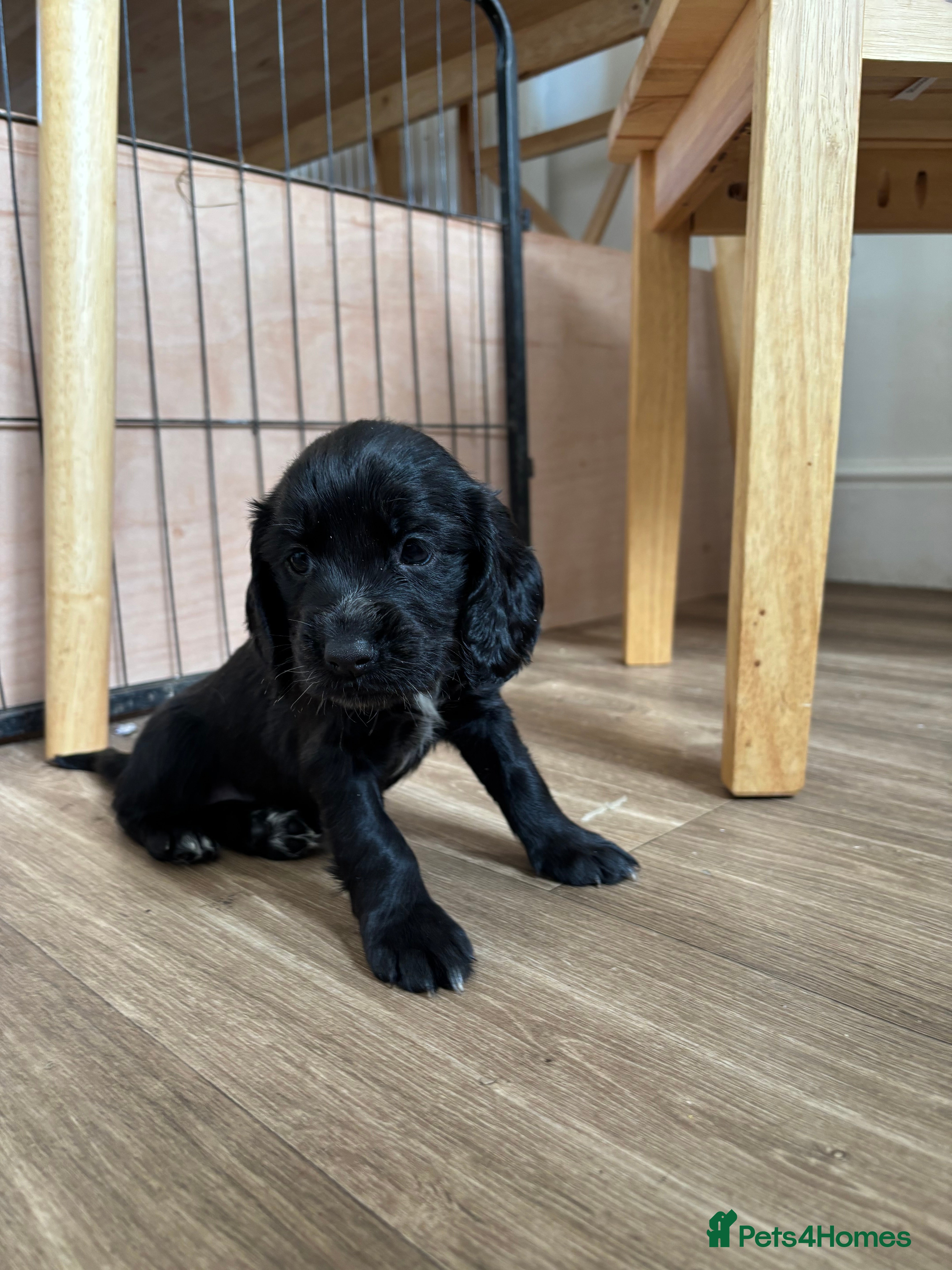 Cocker Spaniel dogs 8 STUNNING WORKING COCKER PUPS 🐶🐾 - Advert 2