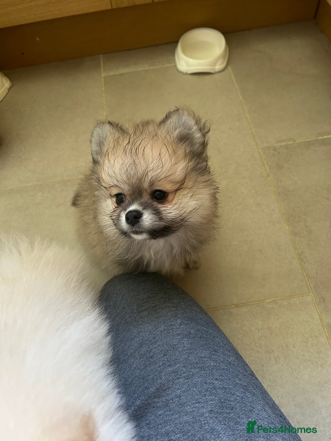 Pomeranian dogs for sale: Ready now***tiny teddy faced Pomeranian baby’s.  - Advert 19