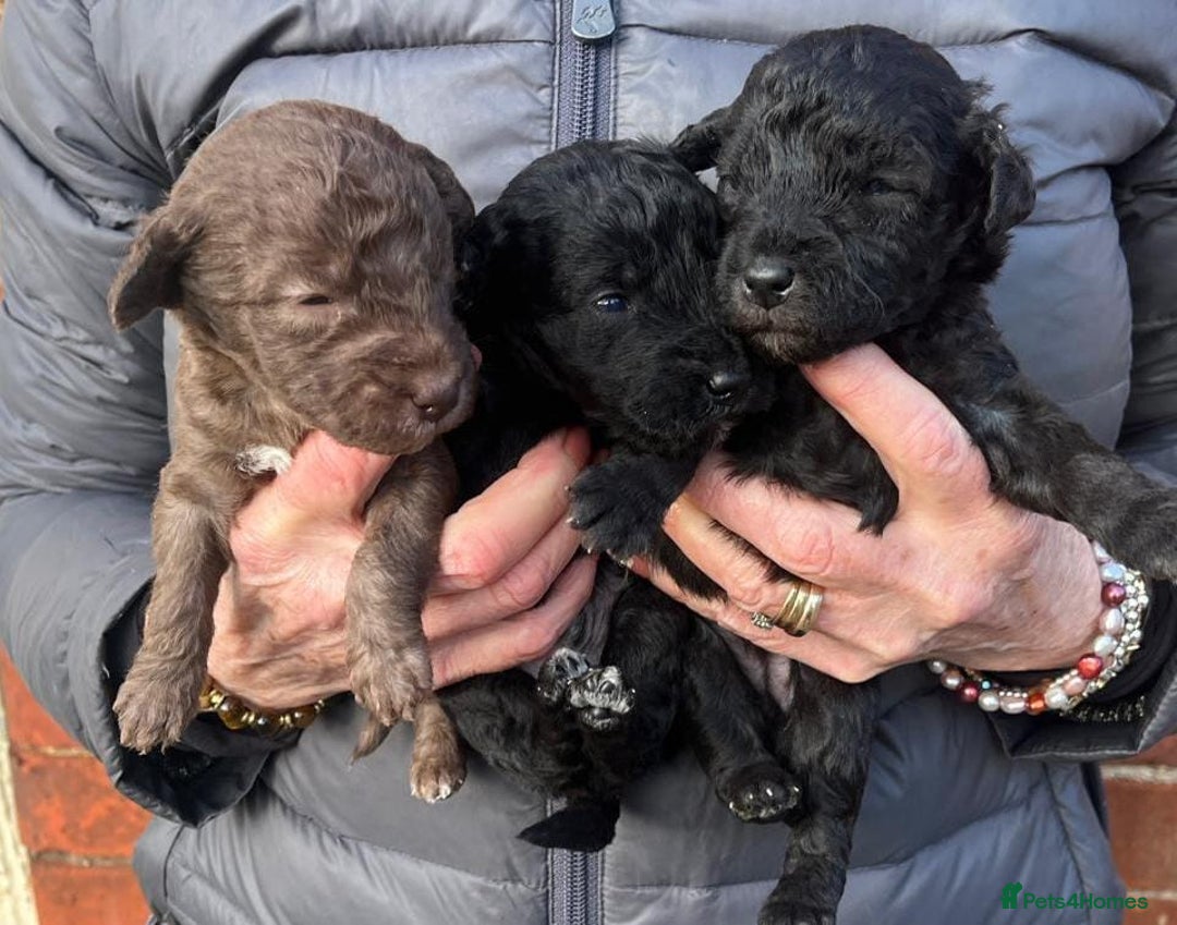 Bedlington Terrier dogs for sale: DNA tested purebred Bedlington terrier  - Advert 3