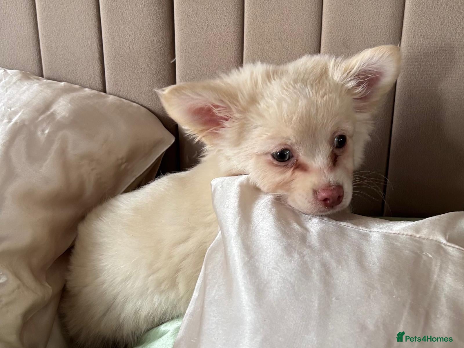 Chihuahua dogs for sale: Full Pedigree Chihuahua Puppy in Southampton - Advert 4