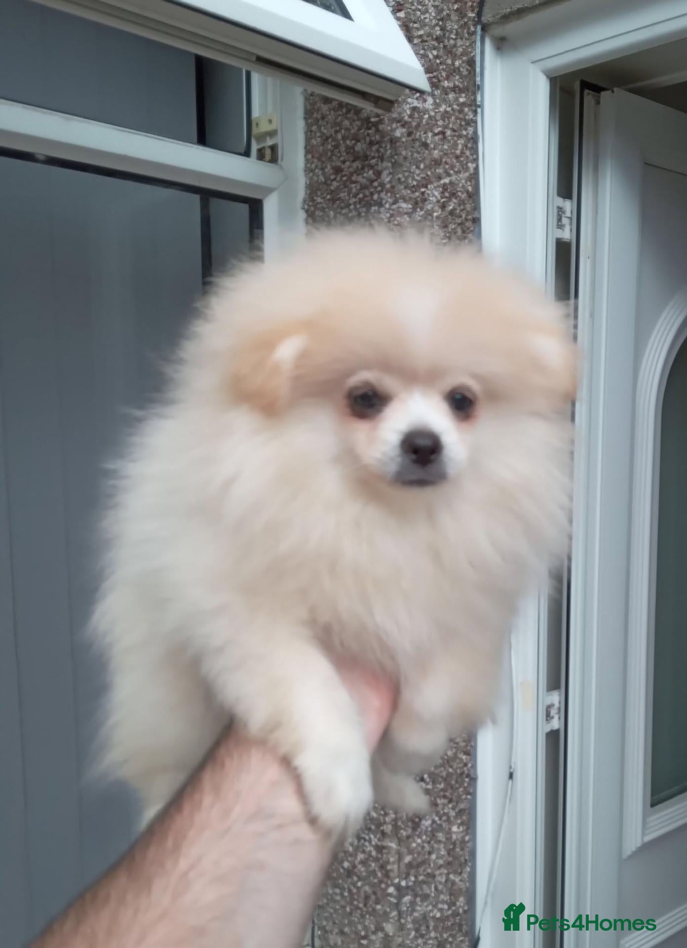 Pomeranian dogs Pomeranian puppies  - Advert 1