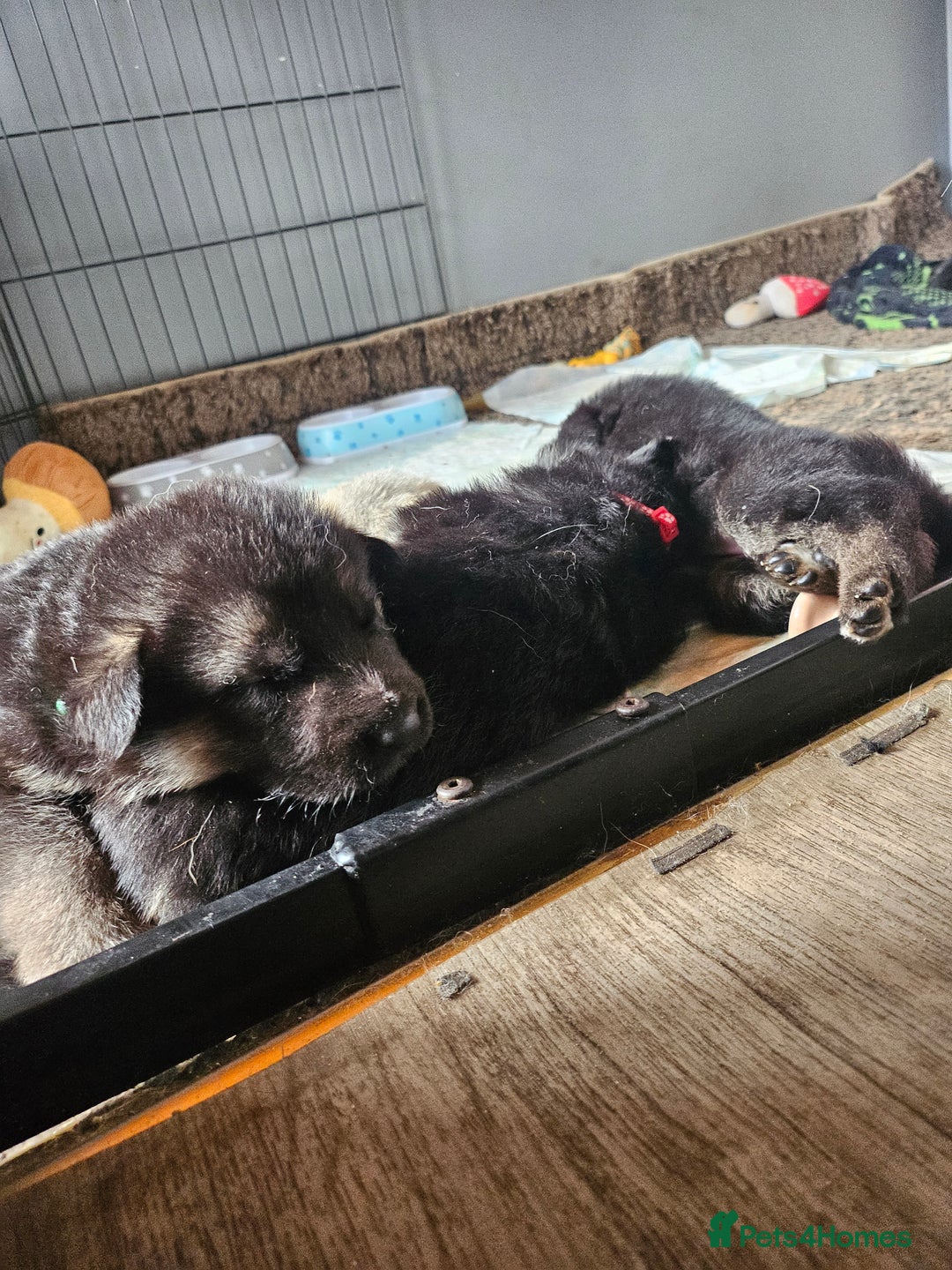 German Shepherd dogs for sale: 8 Beautiful fluffy German Shepherd pups  - Image 4