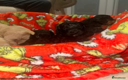 Cockapoo dogs for sale: F1 cockapoo puppies  - Image 13