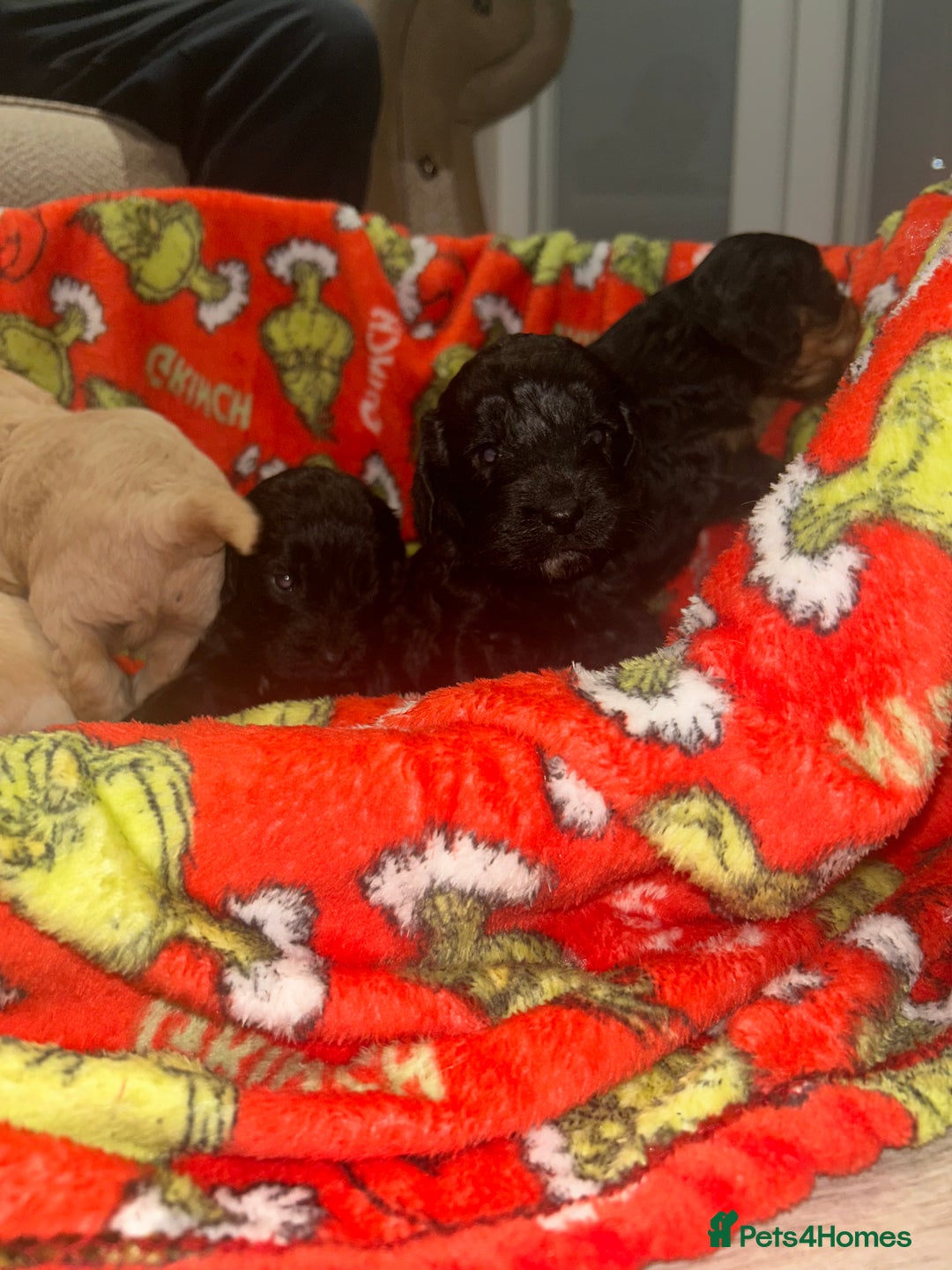 Cockapoo dogs for sale: F1 cockapoo puppies  - Image 13