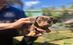 Miniature Dachshund dogs for sale: Miniature Dachshund Pups  in Banbury - Image 35