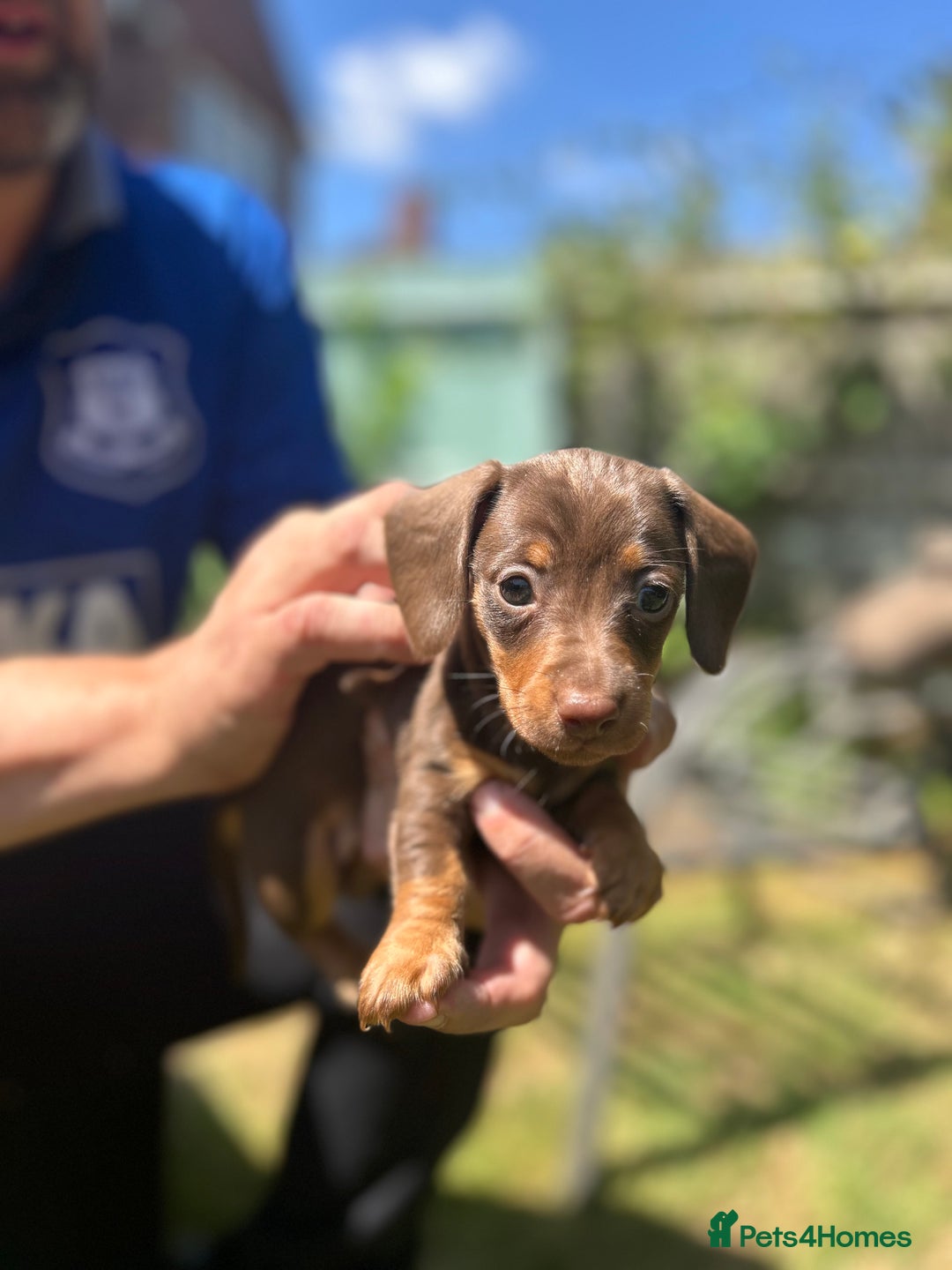 Miniature Dachshund dogs for sale: Miniature Dachshund Pups  in Banbury - Image 35