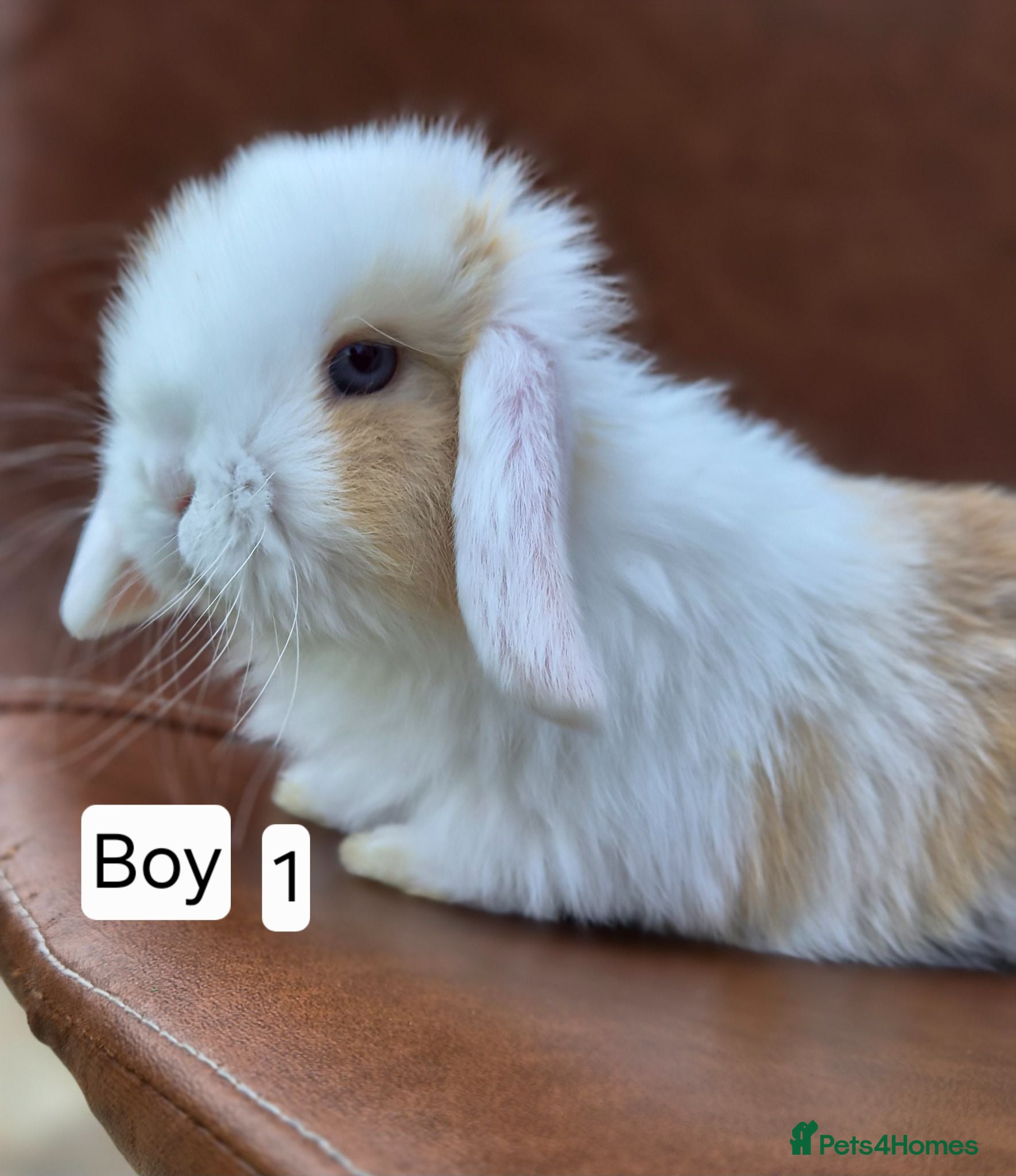 Mini Lop rabbits Beautiful mini lop babies  - Advert 13