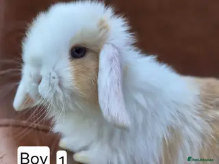 Mini Lop rabbits Beautiful mini lop babies - Advert 13