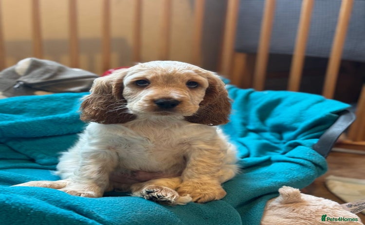 Cocker Spaniel dogs - Advert 8