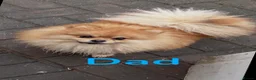 Pomeranian dogs for sale: One precious Baby boy pucci 🩵 - Advert 4