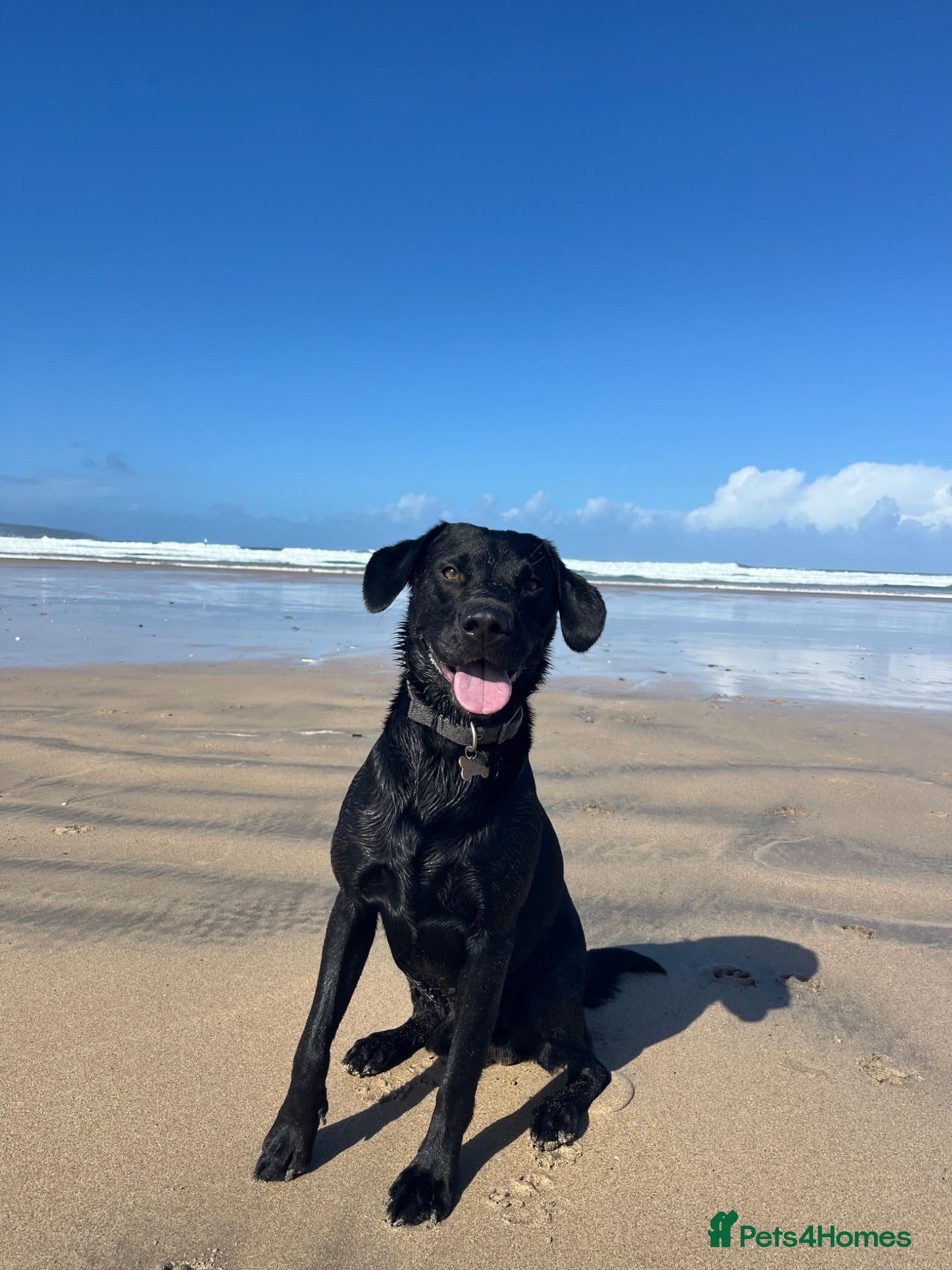 Labrador Retriever dogs Black Labrador Retriever for stud  - Advert 4