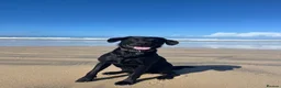 Labrador Retriever dogs for stud: Black Labrador Retriever for stud  in Leeds - Advert 1