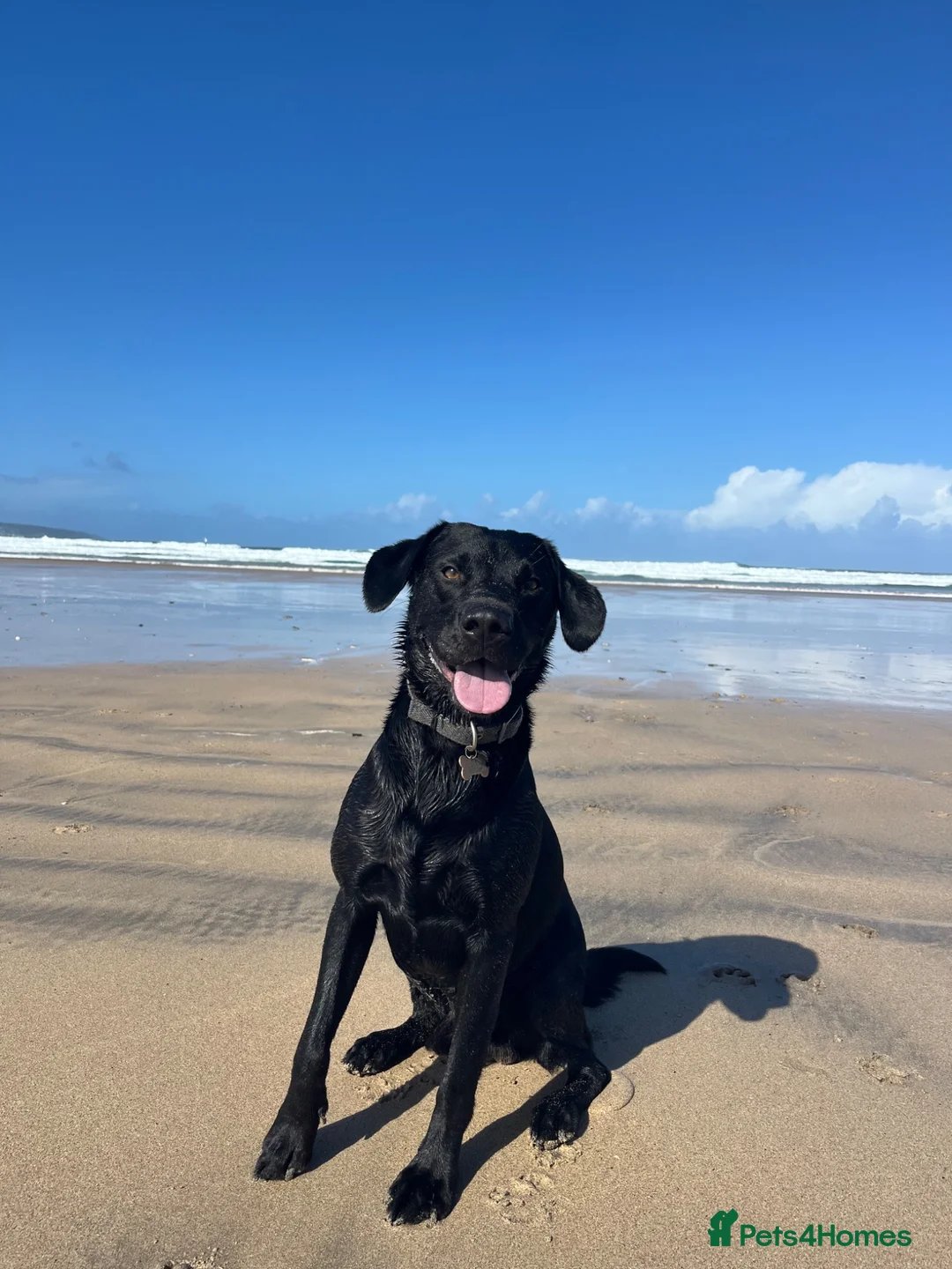 Labrador Retriever dogs for stud: Black Labrador Retriever for stud  in Leeds - Advert 1