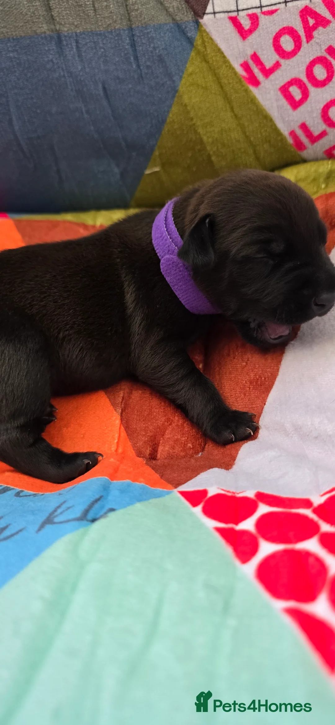 Mixed Breed dogs for sale: Patterdale X Lakeland Terrier  - Advert 2