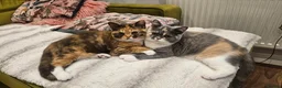 British Shorthair cats for sale: Pedigree BSH/Selkirk  2 boys Tica reg. in Preston - Advert 18