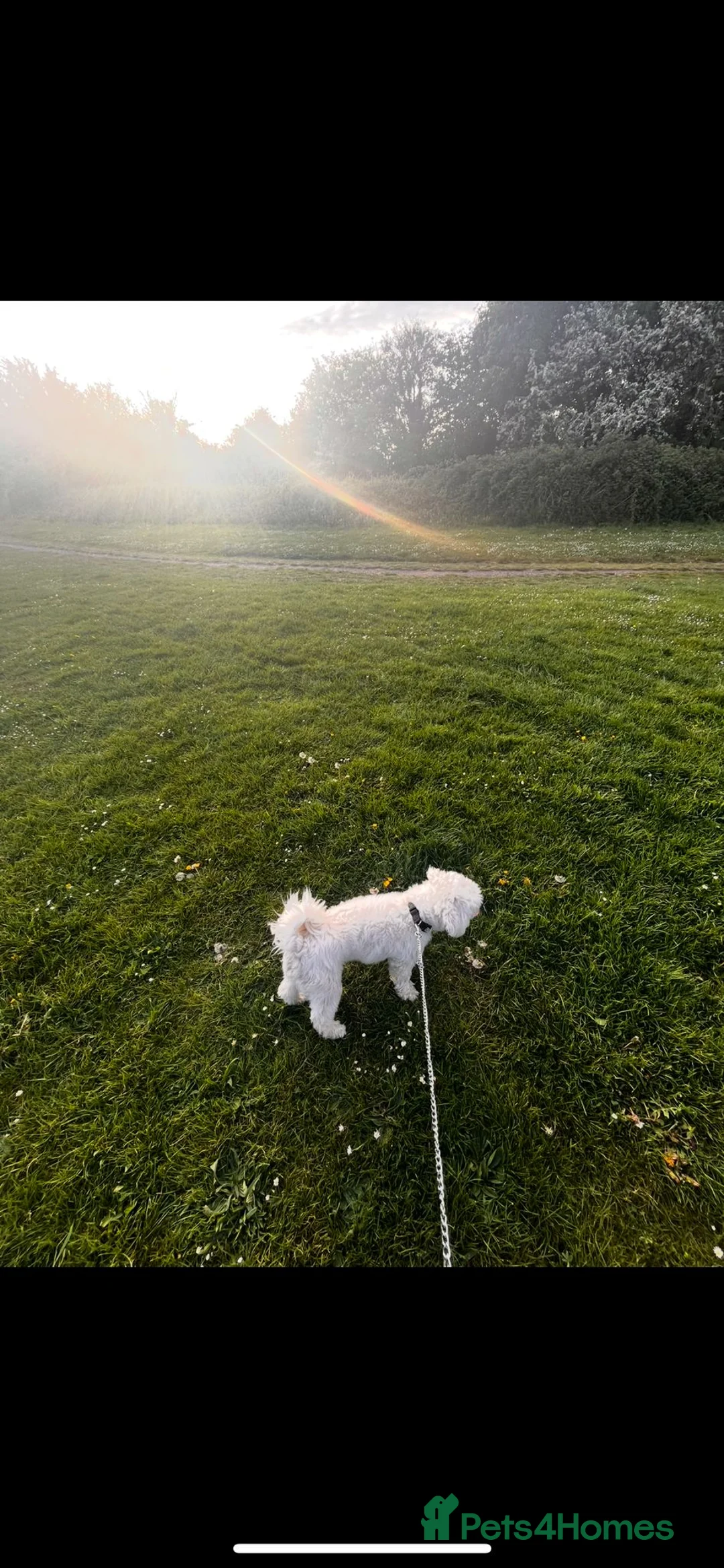 Bichon Frise dogs for sale: Mr. Teddy parmar - Advert 7