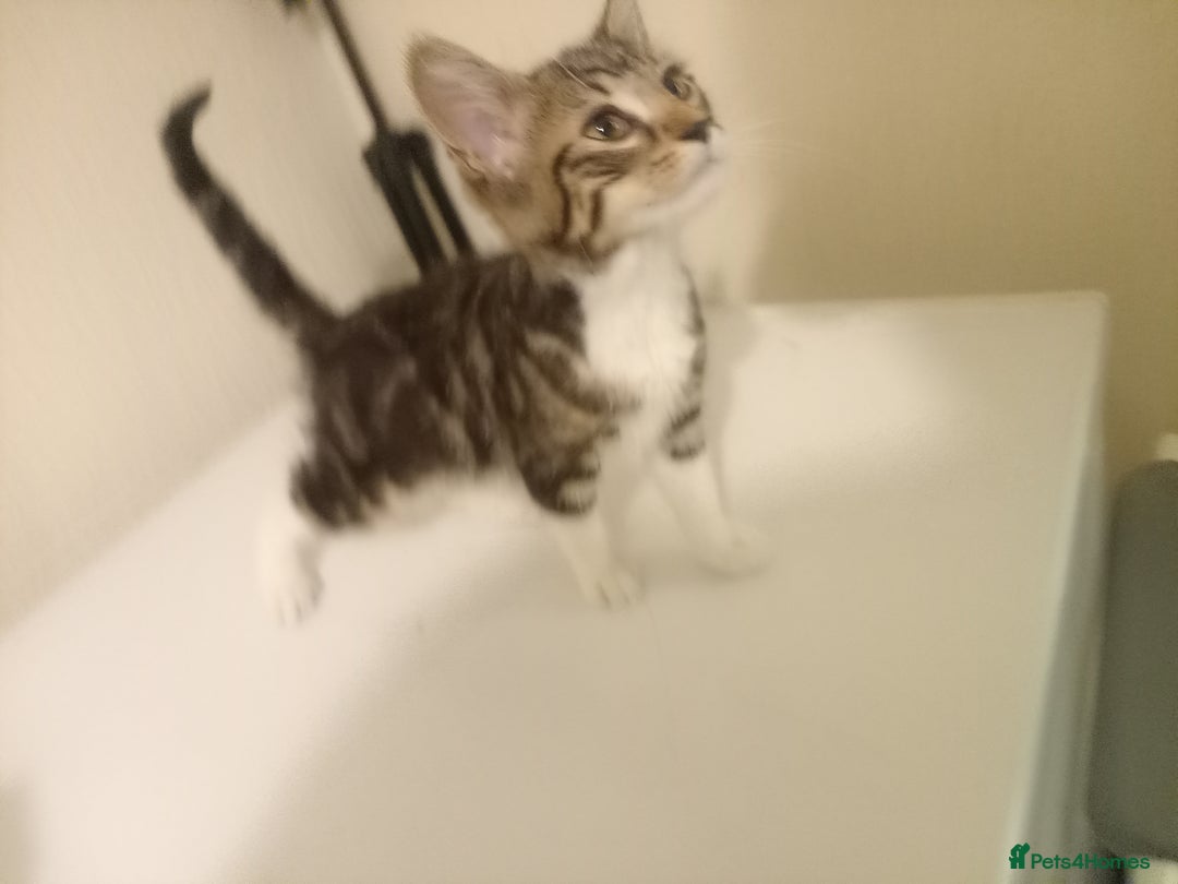 Tibetan cats for sale: Tabby kitten for sale - Image 3