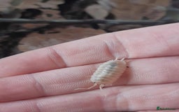 Mixed Breed invertebrates for sale: White Swift Woodlice (Porcellio laevis Isopods) - Image 3
