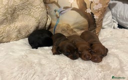 Miniature Dachshund dogs for sale: Kennel club registered litter of 4 pups - Image 12
